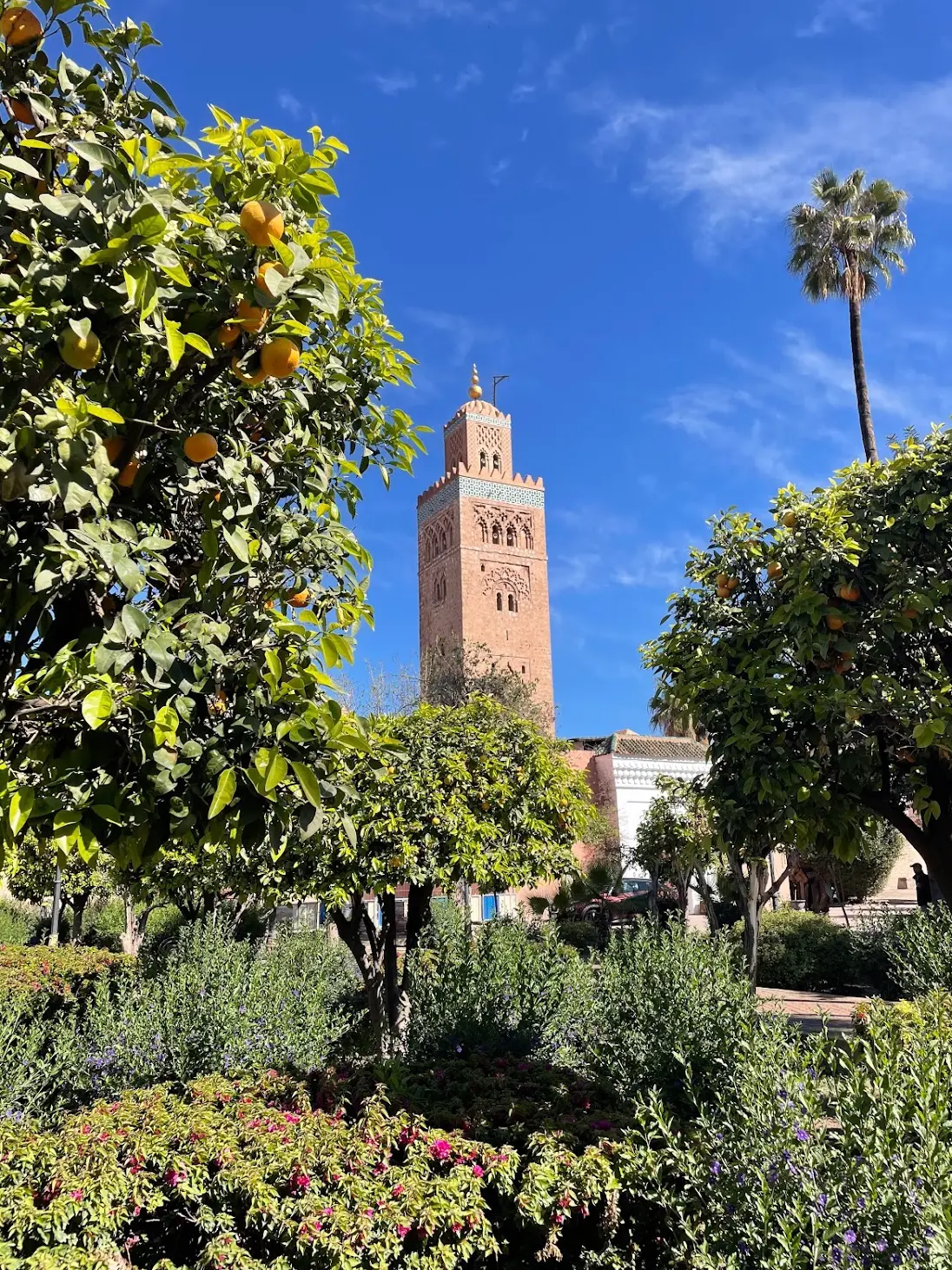 Koutoubia Mosque minaret above orange trees, Marrakech